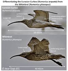 Attēlu rezultāti vaicājumam “Numenius arquata adult”