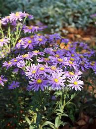 Image result for Aster amellus