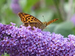 Attēlu rezultāti vaicājumam “Argynnis paphia pupa”