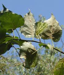 Attēlu rezultāti vaicājumam “Populus x gileadensis”