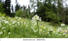 Attēlu rezultāti vaicājumam “Arabis hirsuta flower”