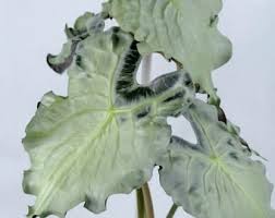 Attēlu rezultāti vaicājumam “Aubrieta deltoidea leaf”