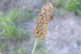 Attēlu rezultāti vaicājumam “Plantago lanceolata bud”