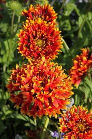 Image result for Gaillardia pulchella