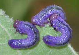 Attēlu rezultāti vaicājumam “Argidae larva”