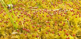 Attēlu rezultāti vaicājumam “Sphagnum balticum”