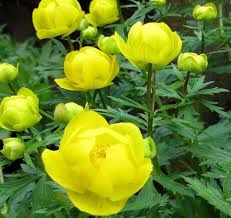 Attēlu rezultāti vaicājumam “Trollius europaeus bud”