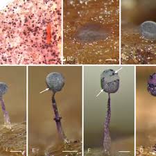 Attēlu rezultāti vaicājumam “Cribraria ferruginea”