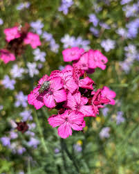 Image result for Dianthus carthusianorum