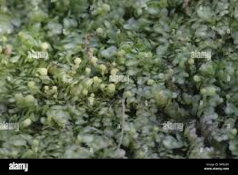 Attēlu rezultāti vaicājumam “Calypogeia neesiana”