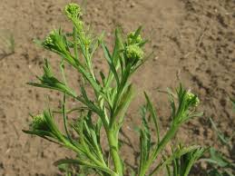 Attēlu rezultāti vaicājumam “Lepidium densiflorum”