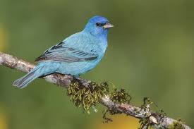 Image result for Passerina cyanea