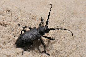 Attēlu rezultāti vaicājumam “Lamia textor”