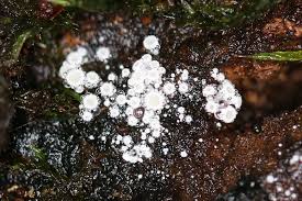 Attēlu rezultāti vaicājumam “Lachnum virgineum”