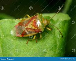 Attēlu rezultāti vaicājumam “Elasmostethus interstinctus nymph”