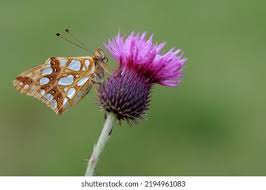 Attēlu rezultāti vaicājumam “Issoria lathonia upperside”