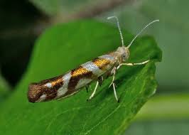 Attēlu rezultāti vaicājumam “Argyresthia goedartella”