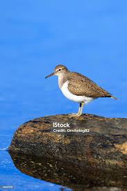 Attēlu rezultāti vaicājumam “Actitis hypoleucos”