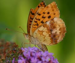 Attēlu rezultāti vaicājumam “Brenthis daphne”