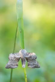 Attēlu rezultāti vaicājumam “Laothoe populi imago”