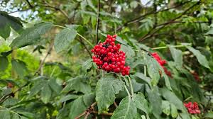 Attēlu rezultāti vaicājumam “Sambucus racemosa leaf”