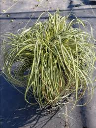 Attēlu rezultāti vaicājumam “Carex loliacea leaf”