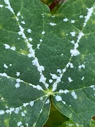 Attēlu rezultāti vaicājumam “Sawadaea tulasnei”