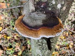 Attēlu rezultāti vaicājumam “Fomitopsis rosea”
