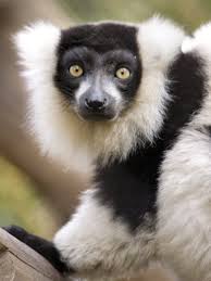 lemur ile ilgili görsel sonucu