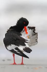 Attēlu rezultāti vaicājumam “Haematopus ostralegus”