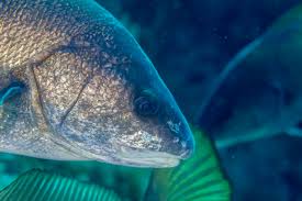 Image result for Sciaena umbra