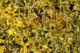 Attēlu rezultāti vaicājumam “Plagiomnium”