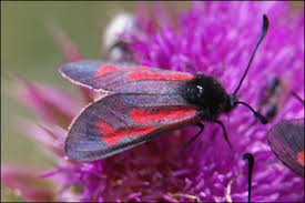 Attēlu rezultāti vaicājumam “Zygaena minos”