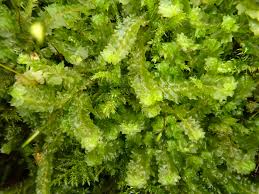 Attēlu rezultāti vaicājumam “Barbilophozia lycopodioides macro”