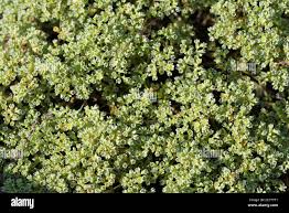 Attēlu rezultāti vaicājumam “Scleranthus perennis flower”