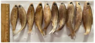 Image result for Rutilus caspicus