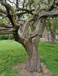 Attēlu rezultāti vaicājumam “Cydonia oblonga”