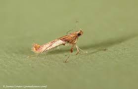 Attēlu rezultāti vaicājumam “Caloptilia hemidactylella”