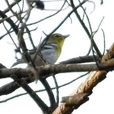 Image result for Vireo flavifrons