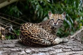 Image result for оцелот