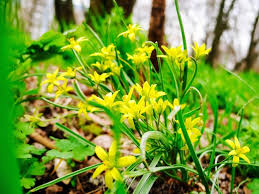Attēlu rezultāti vaicājumam “Gagea lutea flower”
