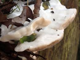 Attēlu rezultāti vaicājumam “Postia tephroleucus”