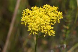 Attēlu rezultāti vaicājumam “Polygala comosa flower”