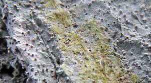 Attēlu rezultāti vaicājumam “Arthonia byssacea”