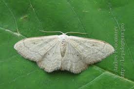 Attēlu rezultāti vaicājumam “Idaea sylvestraria”