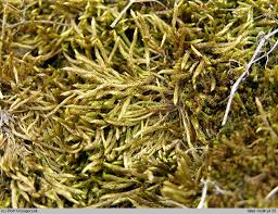 Attēlu rezultāti vaicājumam “Brachythecium albicans”