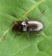 Attēlu rezultāti vaicājumam “Amara sp.”