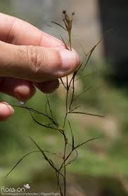 Attēlu rezultāti vaicājumam “Potamogeton trichoides”