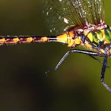 Attēlu rezultāti vaicājumam “Somatochlora flavomaculata”