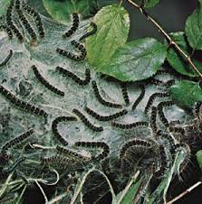 Attēlu rezultāti vaicājumam “Lasiocampidae”